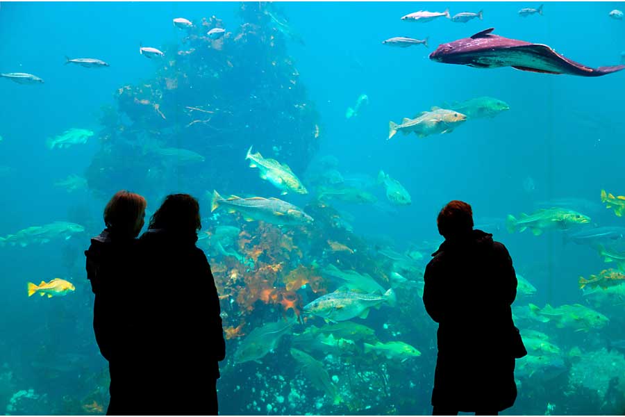 Atlanterhavsparken Aquarium