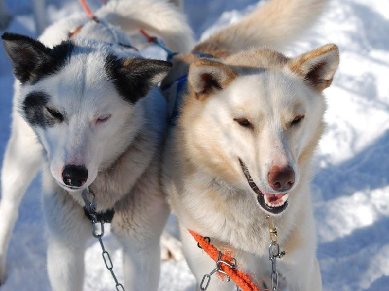 Huskysafari in Trysil Noorwegen, wintersport