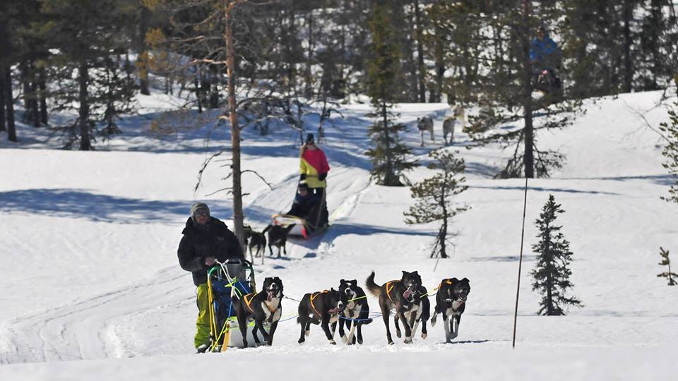 Huskysafari in Trysil Noorwegen, wintersport