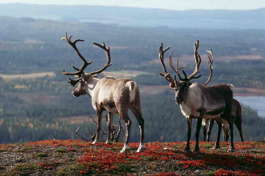 23-Daagse Noordkaap autorondreis inclusief Hurtigruten