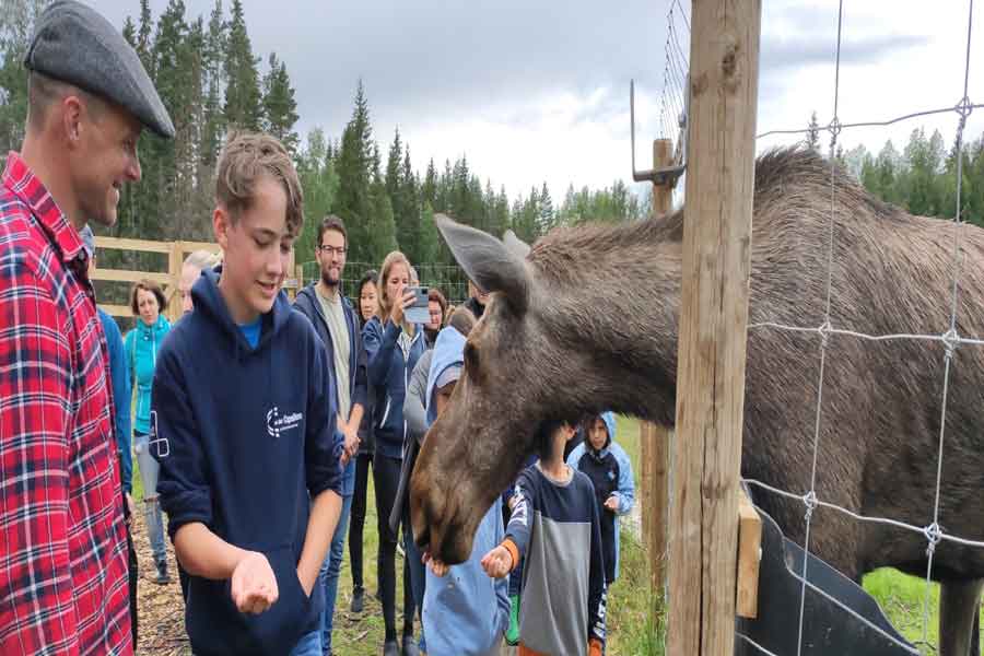 Eland voeren bij Ekesberget Stugby, Ekshärad in Zweden