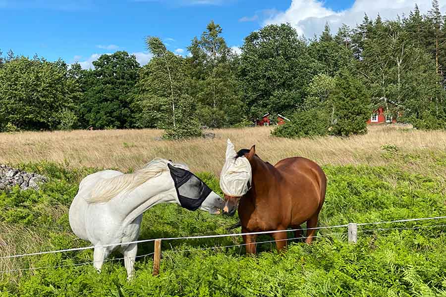 Autorondreis Kindvriendelijk Zweden