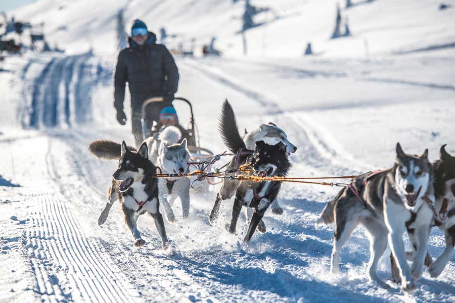 Huskysafari mountaintour incl fika - 1,5 - 2 uur