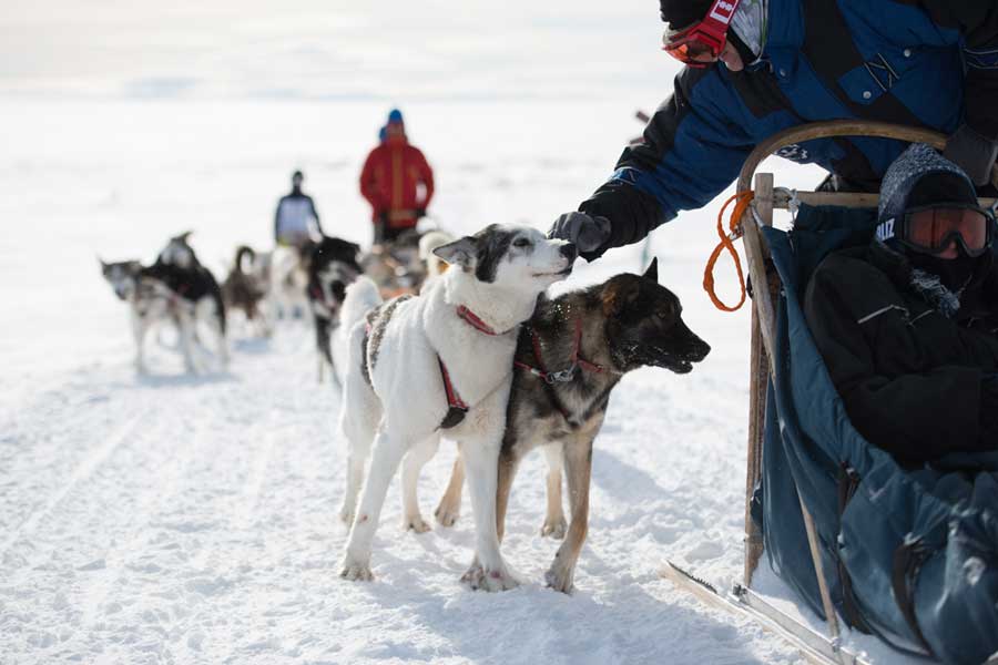 Huskysafari mountaintour incl fika - 1,5 - 2 uur