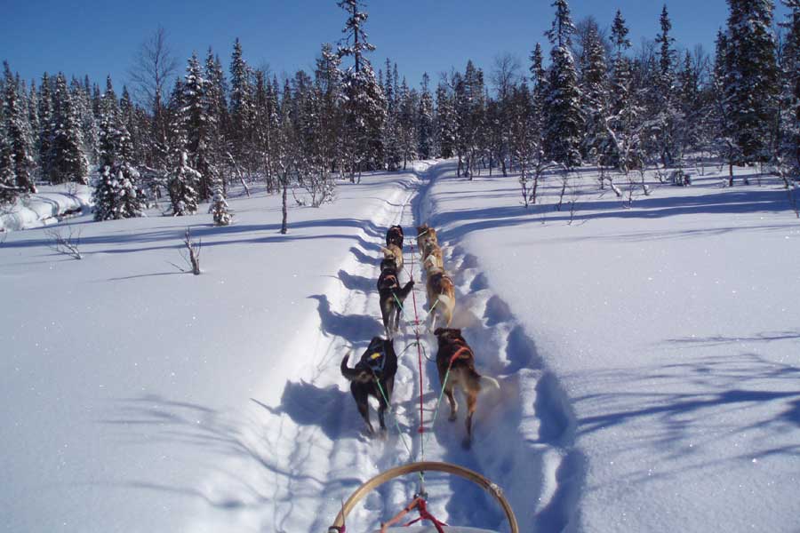 Huskysafari inclusief fika in Tandadalen Salen, Zweden