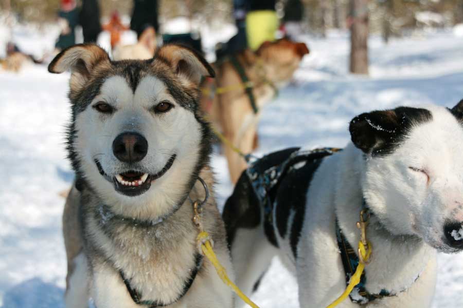 Huskysafari inclusief fika in Tandadalen Salen, Zweden