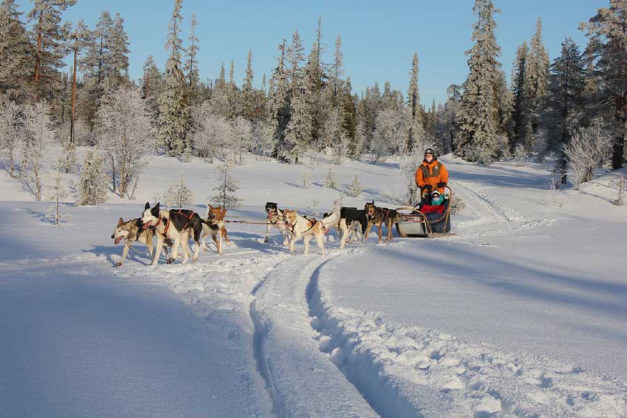 Huskysafari incl lunch in Tandadalen Salen Zweden