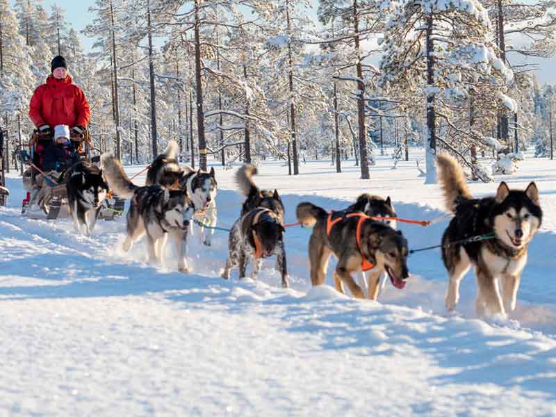 Huskysledetocht in Sälen
