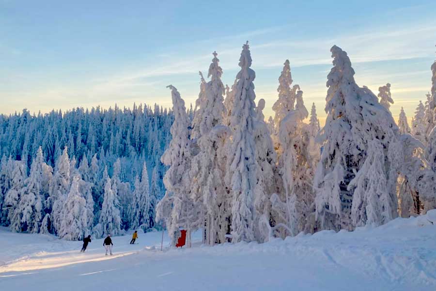 Besneeuwde boomtoppen in Kläppen
