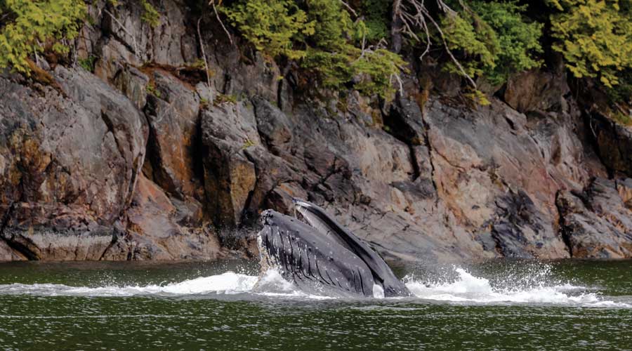 Bultrugwalvis van dichtbij in Wrangell, Alaska